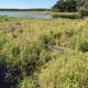 Illustration for article titled Scenes from Myakka River State Park